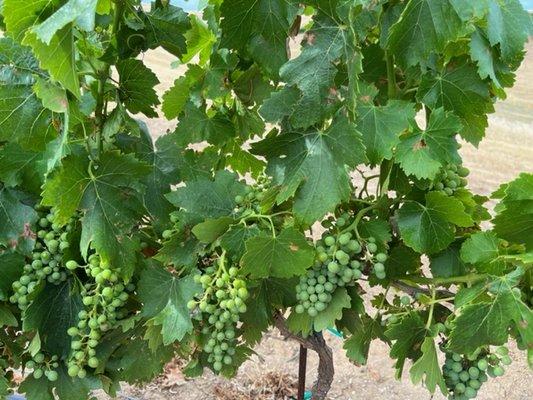 stroll among the vines