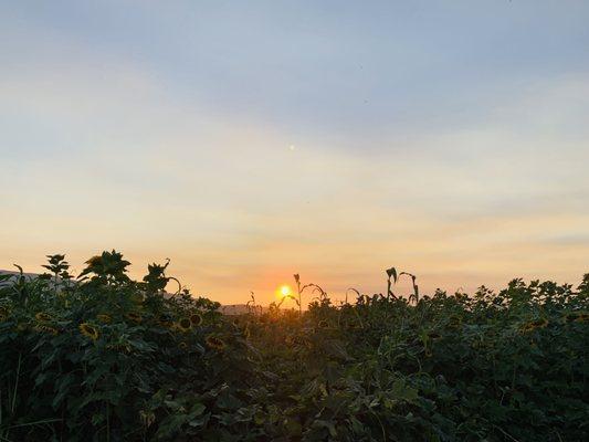 Sunflowers