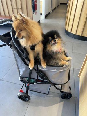 Fluffy and Rosie's first visit at the Westwood clinic.