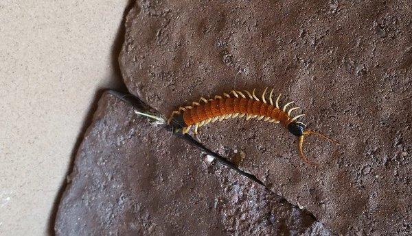 Centipede discovered by one of our technicians!