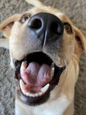 Our happy girl during a home visit (pic by Martina)