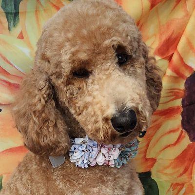 Finding a style that suits the poodle lifestyle.  Sporting trim for the active family pup.