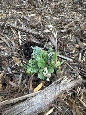 Very tiny dead plant