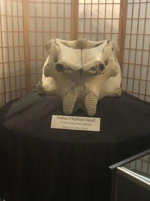 Elephant t skull