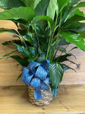 Medium Peace Lilly