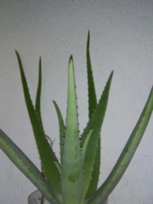 Aloe vera.