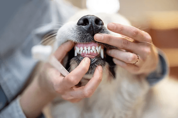 Deep Teeth Cleaning Available!