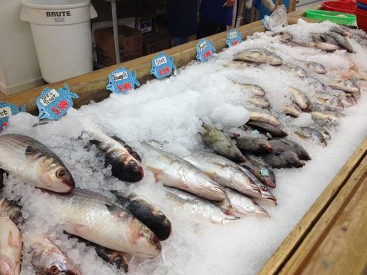 Fish display