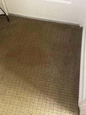 Stains all over the carpet