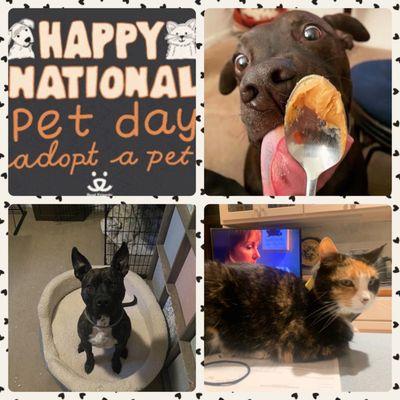 Happy national pet day!
Macro IT pets working hard today!