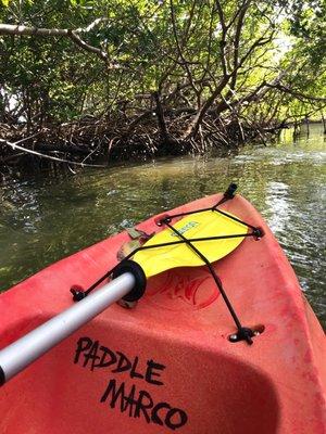 Mangroves and canoe