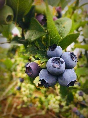 Blueberries