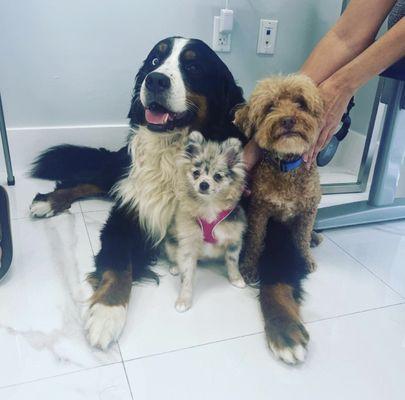 Beautiful pet family!