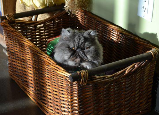 Larry the Clinic Cat