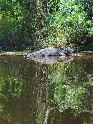 Hello Mr Gator!