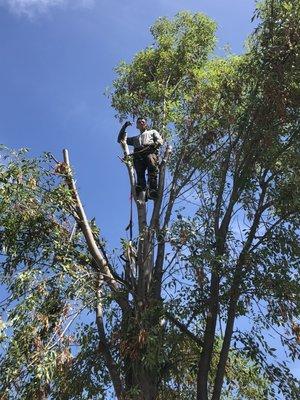 Tree Removal