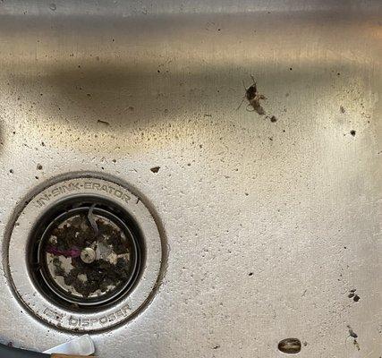 The dirt and gunk left behind from the dirty water dumped into my kitchen sink without my permission.