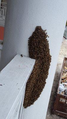 Honey Bee Colony moving into a new home