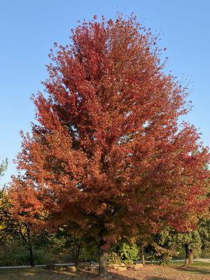 Fall colors in Kansas...breathtaking!