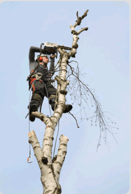 ArborWise Tree Service