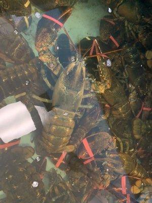 Lobsters were impressive in size - Wong Tung Seafood