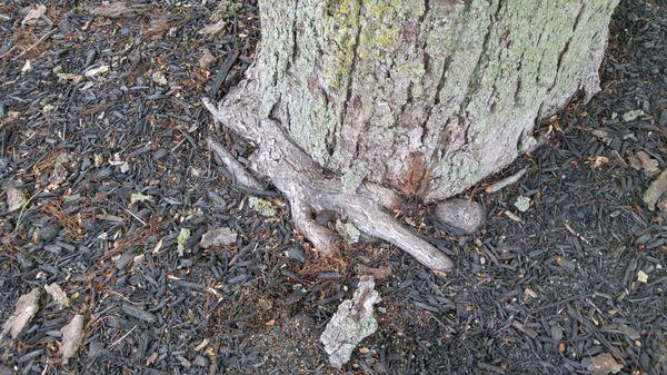 Girdling root on a Red Maple