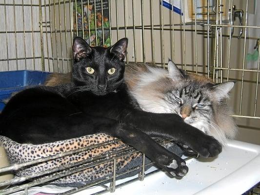 Stretch (left) & Sassy, our clinic cats working very hard at their lounging skills.