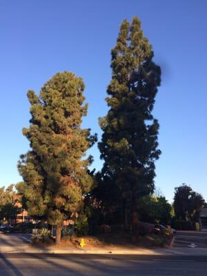 Can you see all those pine cones? Where are all those squirrels when you need them?:(