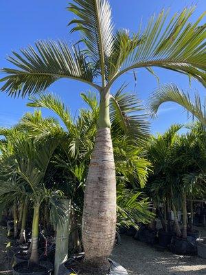 Field Grown Bottle Palm, Single