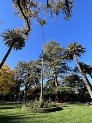 Super tall palm tree!