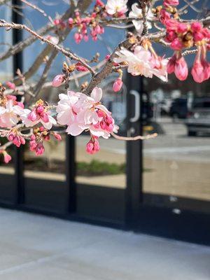 Sakura blossoms outside the store.