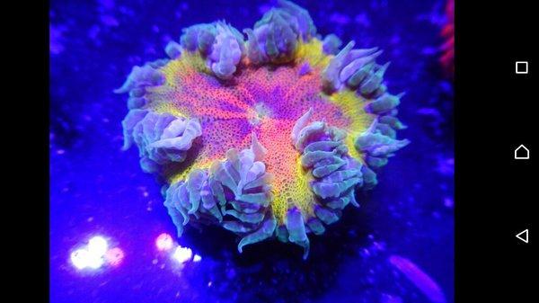 Ultra rock anemones (epicystis crucibal) aka the Holy grail rocknem