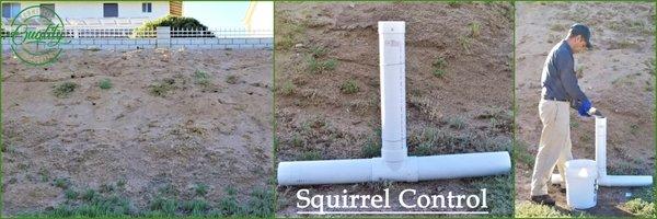 Squirrel Control Services