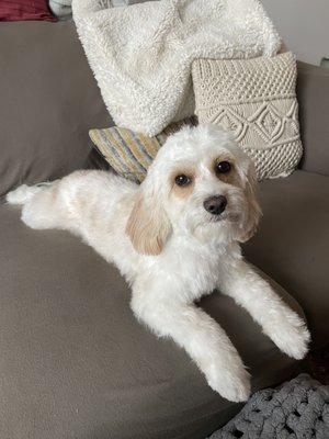 Cavapoo puppy cut