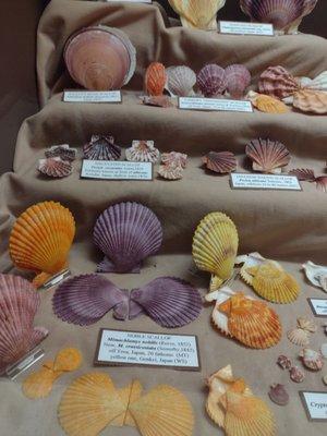 Shells from Japan. Camera did not do colors justice