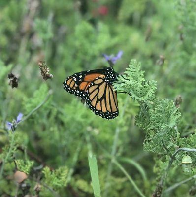 The Butterfly Garden is alive and blooming!