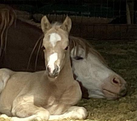 Mare and foal care