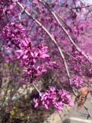 Western red buds