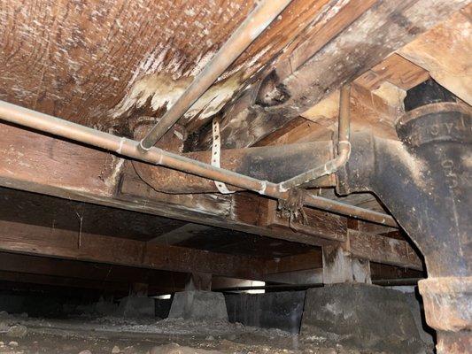 Subfloor Damage in Crawlspace.