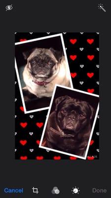 My beautiful pugs!!!