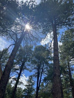 Trees Flagstaff