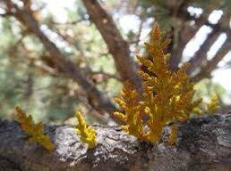 Dwarf Mistletoe