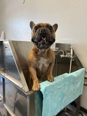 Happy Boy after his bath