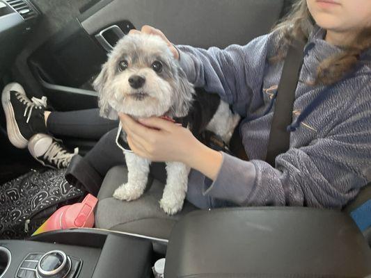 Doggies new hair cuts: Maggie (shi tzu / laso apso), and Kimchi (poodle / golden doodle)