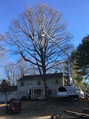 Tree pruning to prevent storm damage and give house clearance.