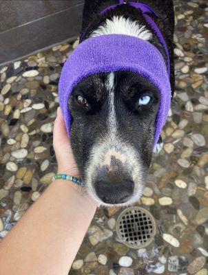 Dahlia getting groomed with ear protection 10/10