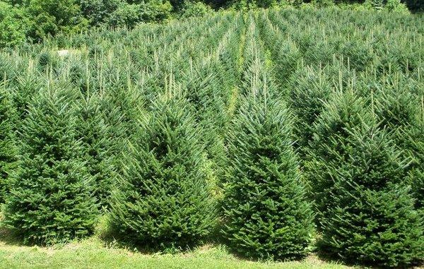 Norway Spruce