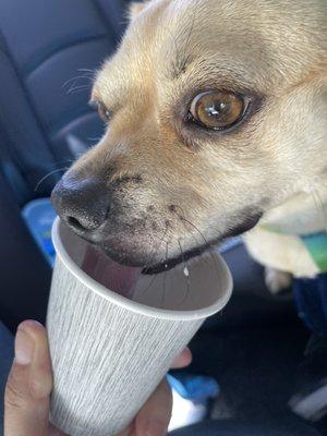 Dog eating whip cream