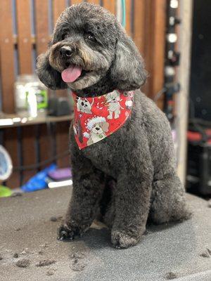 Chamo all ready with his xmas bandana