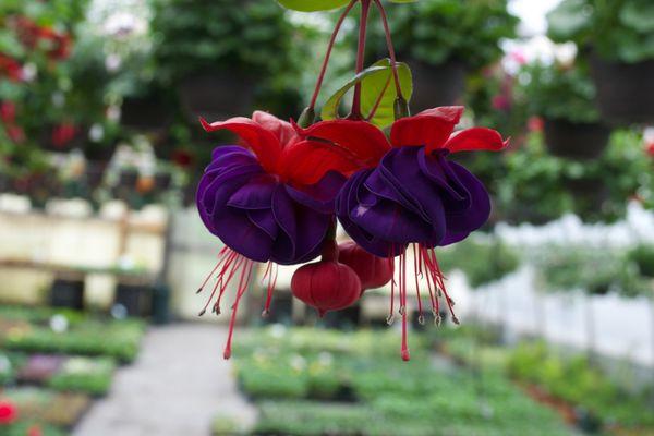 Inside the house closest to the road (#1) we have our Fuchsia Baskets !!!